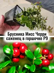 Брусника Мисс Черри ягоды многолетник саженец в горшочке