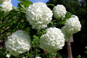 бульданеж