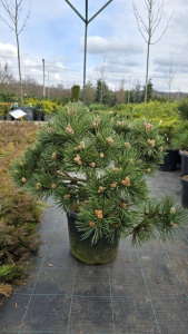 IMG_20260412_124555