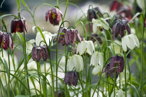 20220329_tm_fritillaria_meleagris