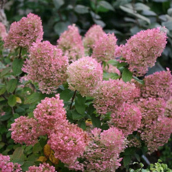 full_gortenziya_metelchataya_hyd