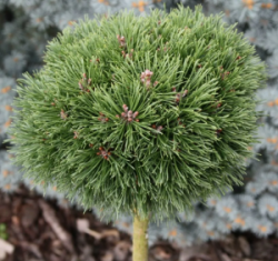 2025-03-06_16-36-42