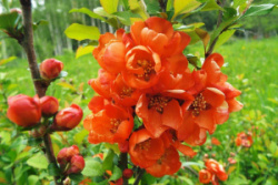 saghency-ayva-khenomeles-yaponskaya-3
